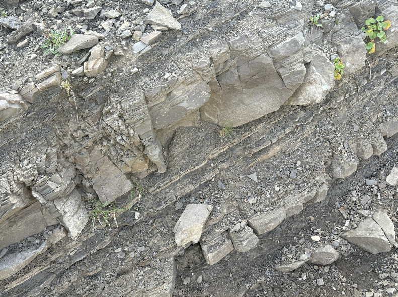 Laminated shale from the Alps